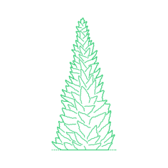 Plants Spruces Serbian Spruce Line Art Illustration Svg, Free Vectors File